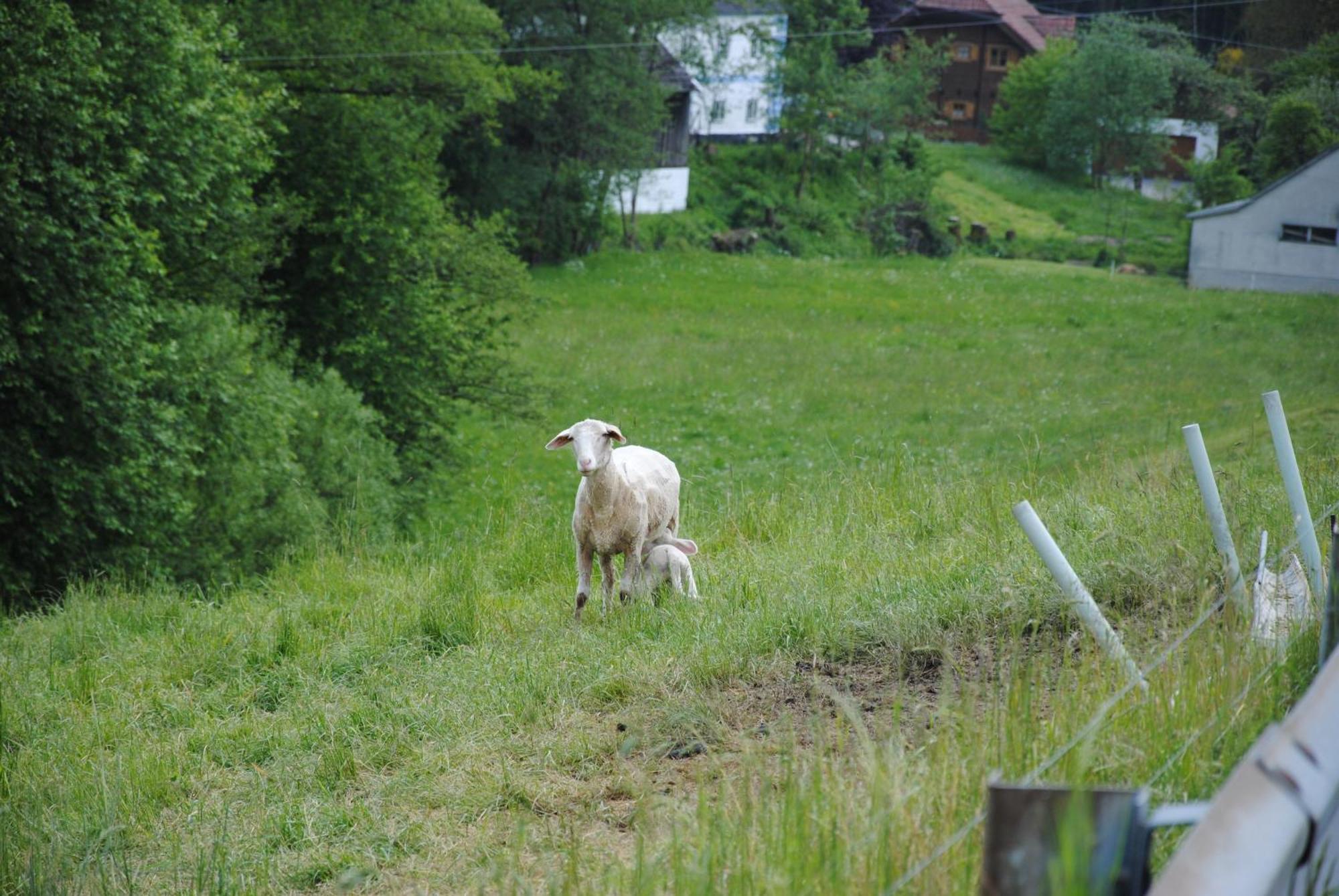 Landgasthof Seyrlberg Reichenau im Mühlkreis Dış mekan fotoğraf
