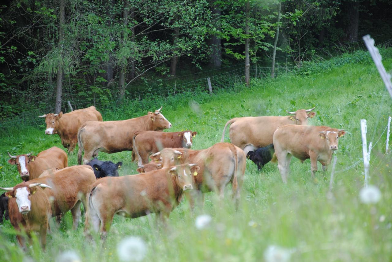 Landgasthof Seyrlberg Reichenau im Mühlkreis Dış mekan fotoğraf